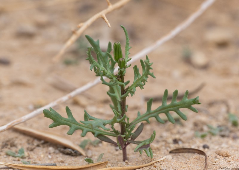 Senecio hoggariensis photo 8