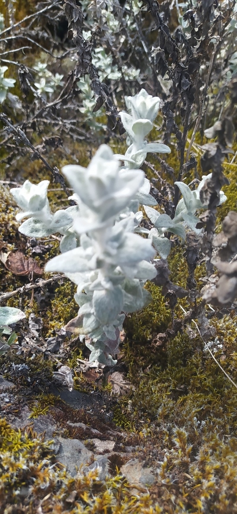 Senecio hohenackeri