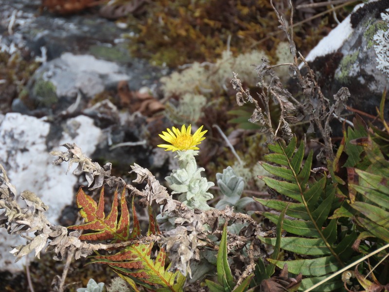 Senecio hohenackeri photo 2