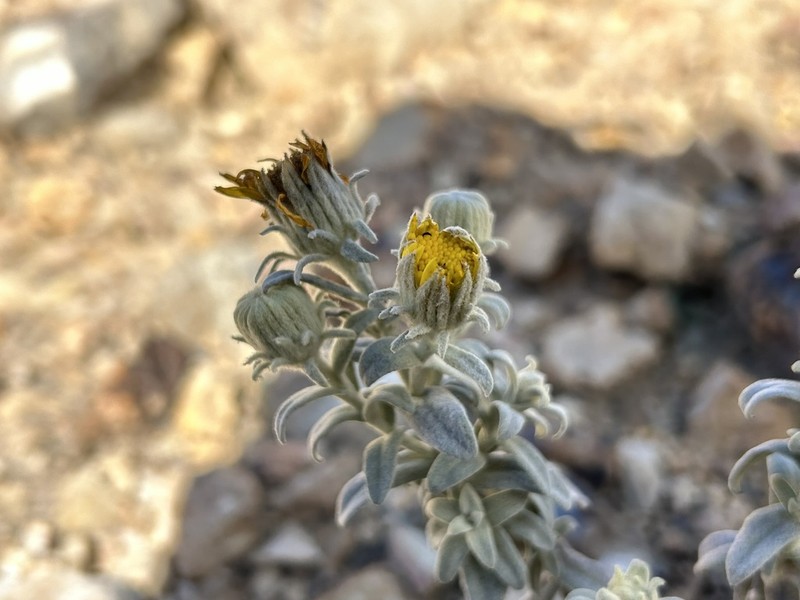 Senecio hohenackeri photo 3