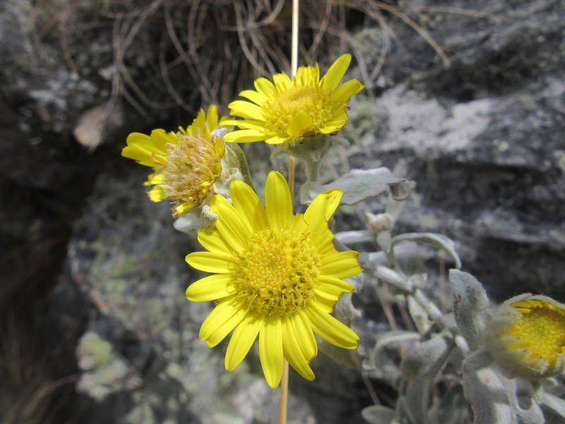 Senecio hohenackeri photo 4