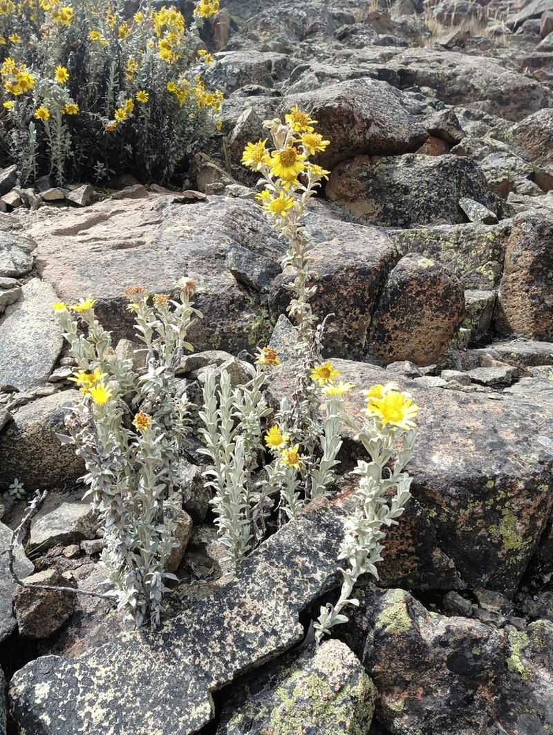 Senecio hohenackeri photo 5