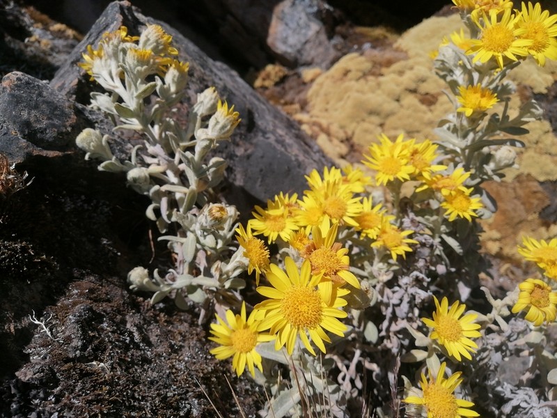 Senecio hohenackeri photo 6