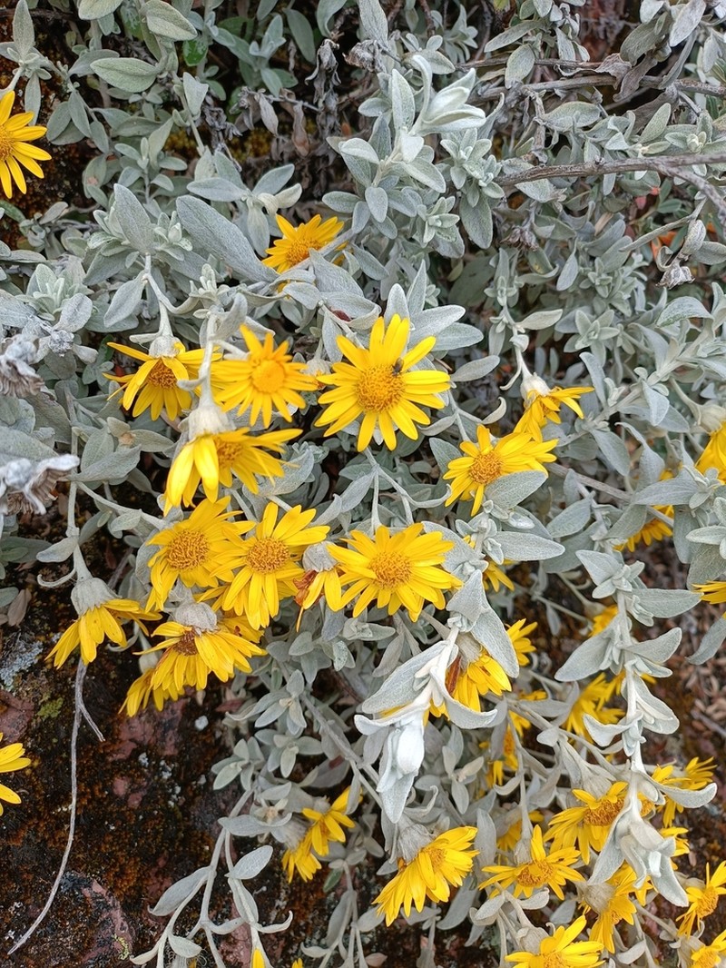 Senecio hohenackeri photo 7