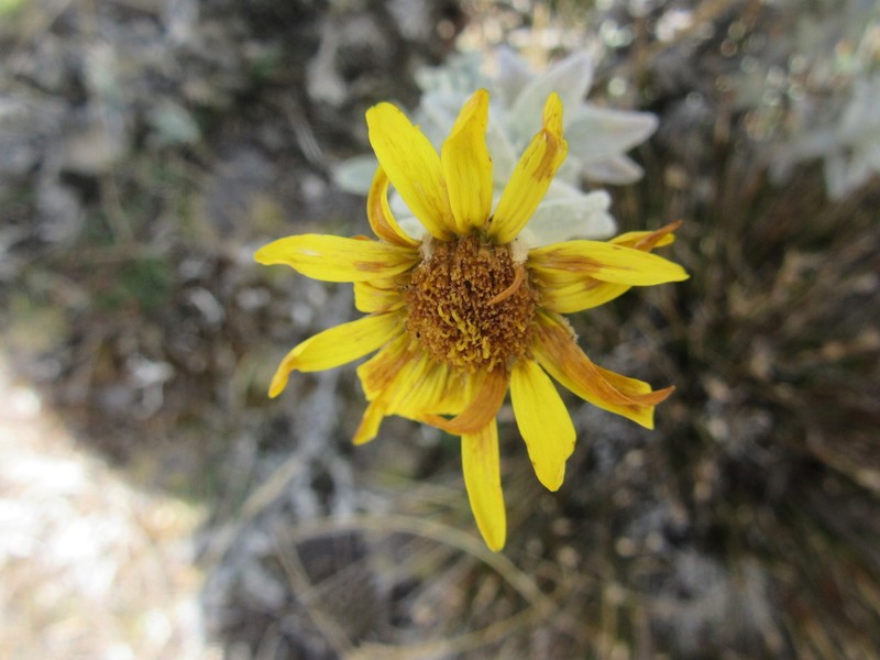 Senecio hohenackeri photo 8
