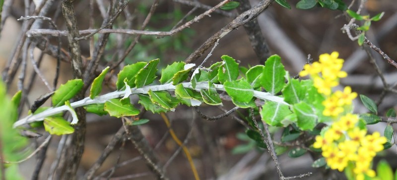 Senecio hollandii photo 2