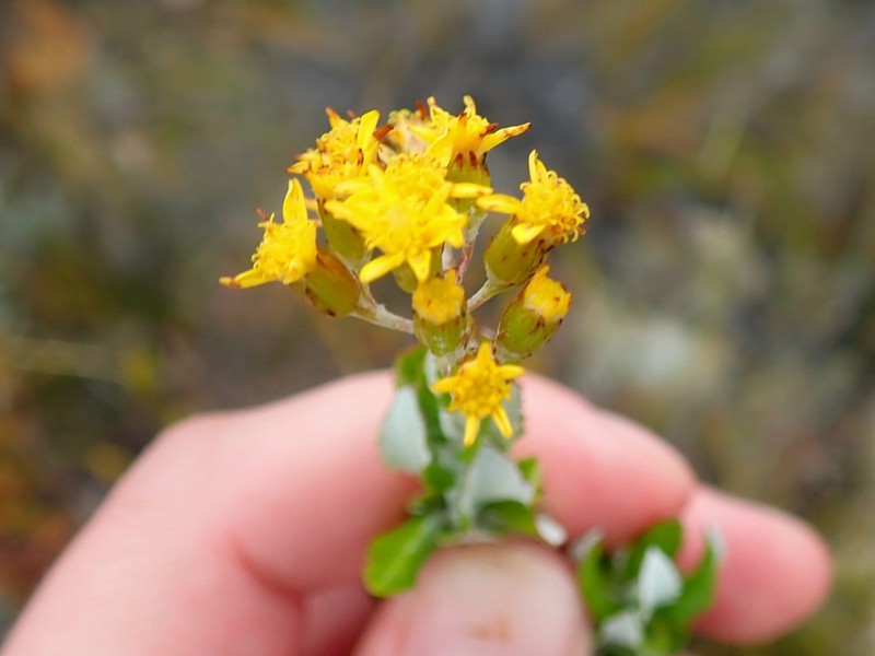 Senecio hollandii photo 3