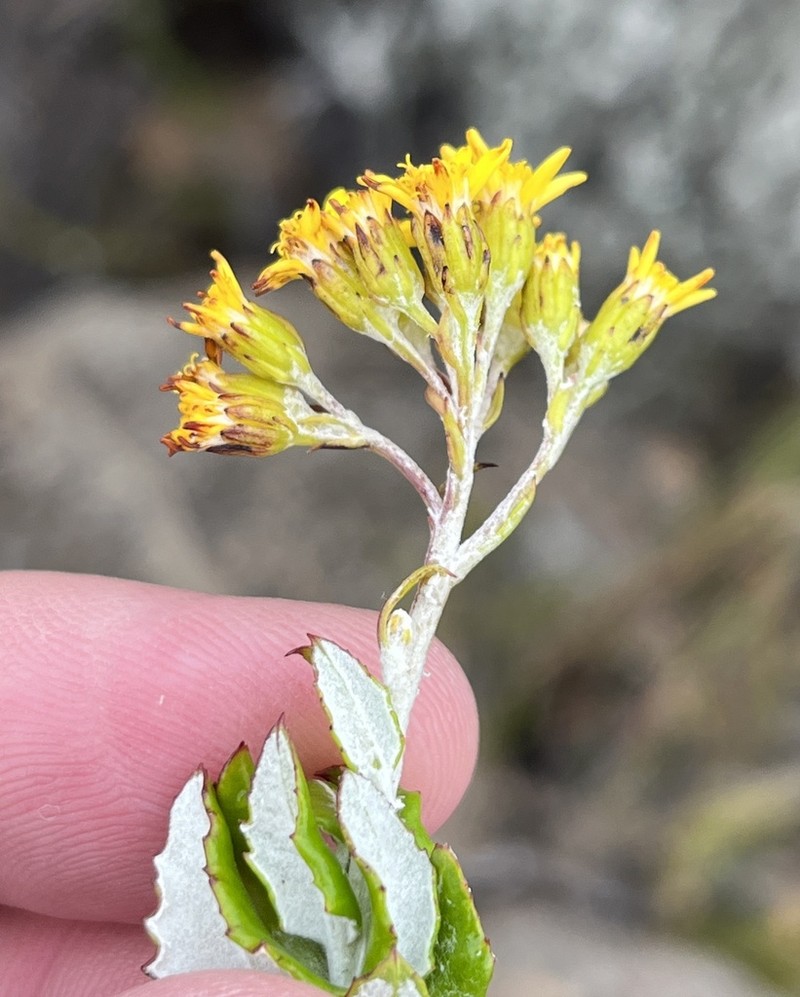 Senecio hollandii photo 4