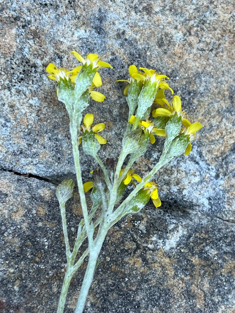 Senecio hollandii photo 5
