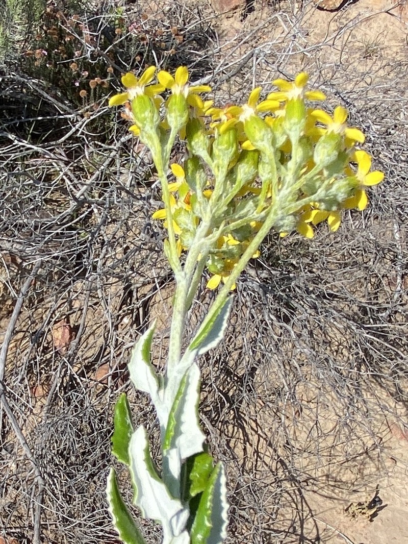 Senecio hollandii photo 6