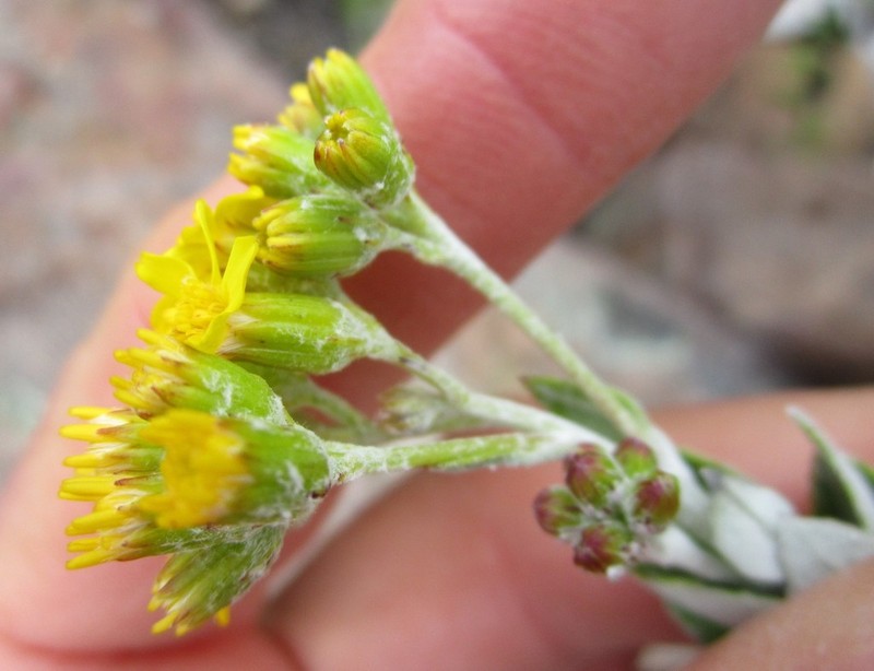 Senecio hollandii photo 7