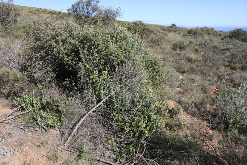Senecio hollandii photo 8