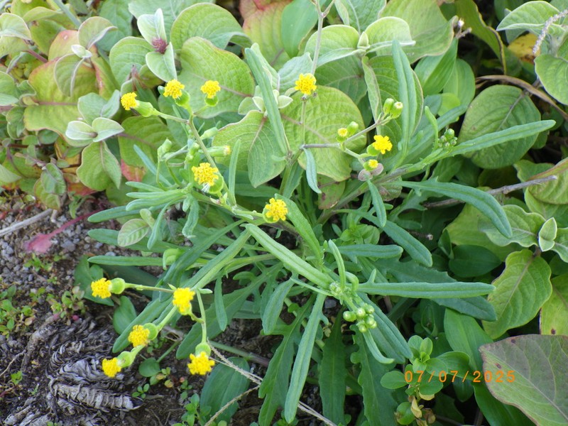 Senecio hooglandii