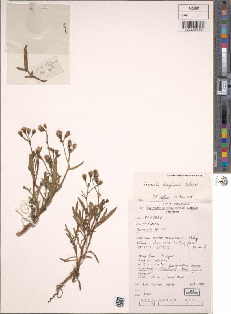 Senecio hooglandii photo 2