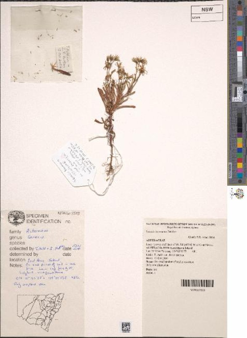 Senecio howeanus