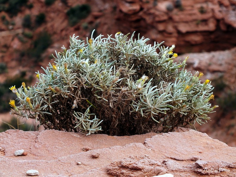 Senecio hualtaranensis photo 2