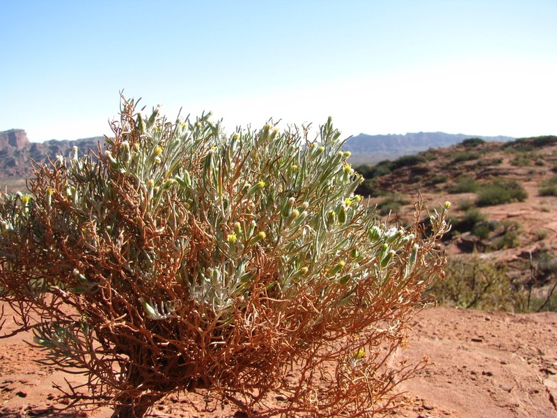 Senecio hualtaranensis photo 3