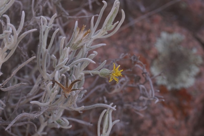 Senecio hualtaranensis photo 5