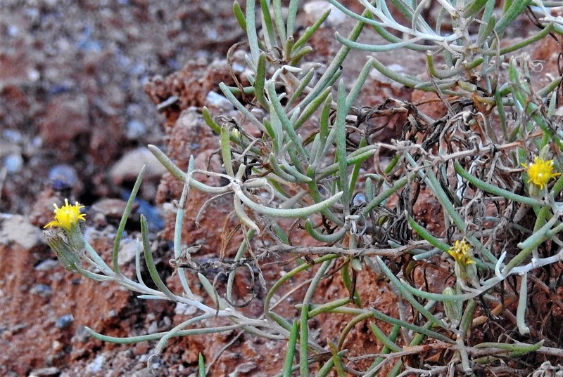 Senecio hualtaranensis photo 6