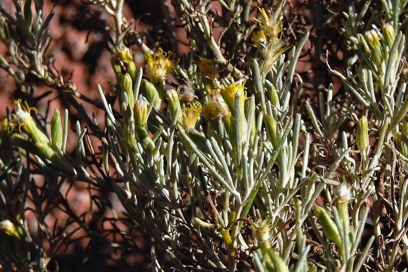 Senecio hualtaranensis photo 7