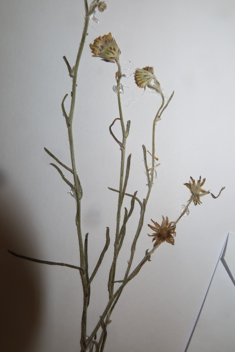 Senecio huaynaputinaensis photo 2