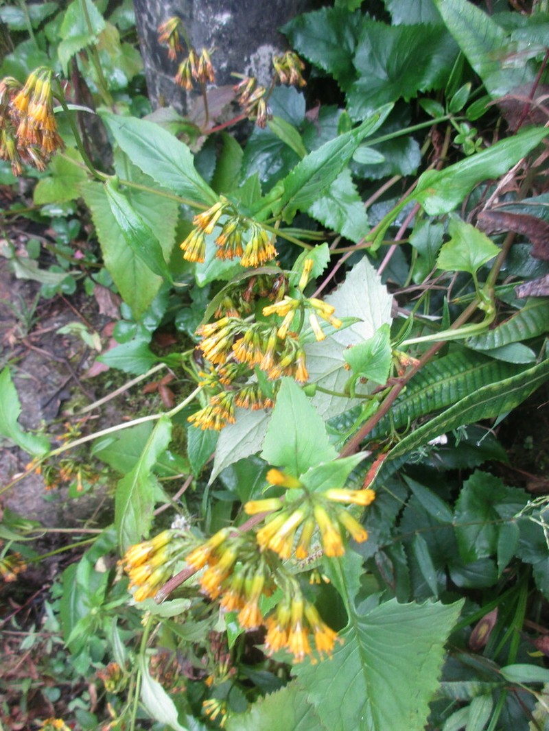 Senecio humbertii photo 2
