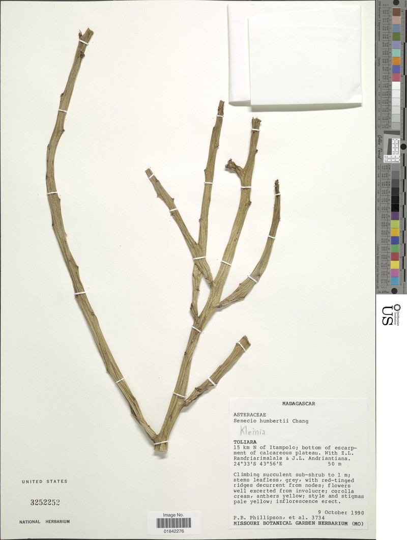 Senecio humbertii photo 5