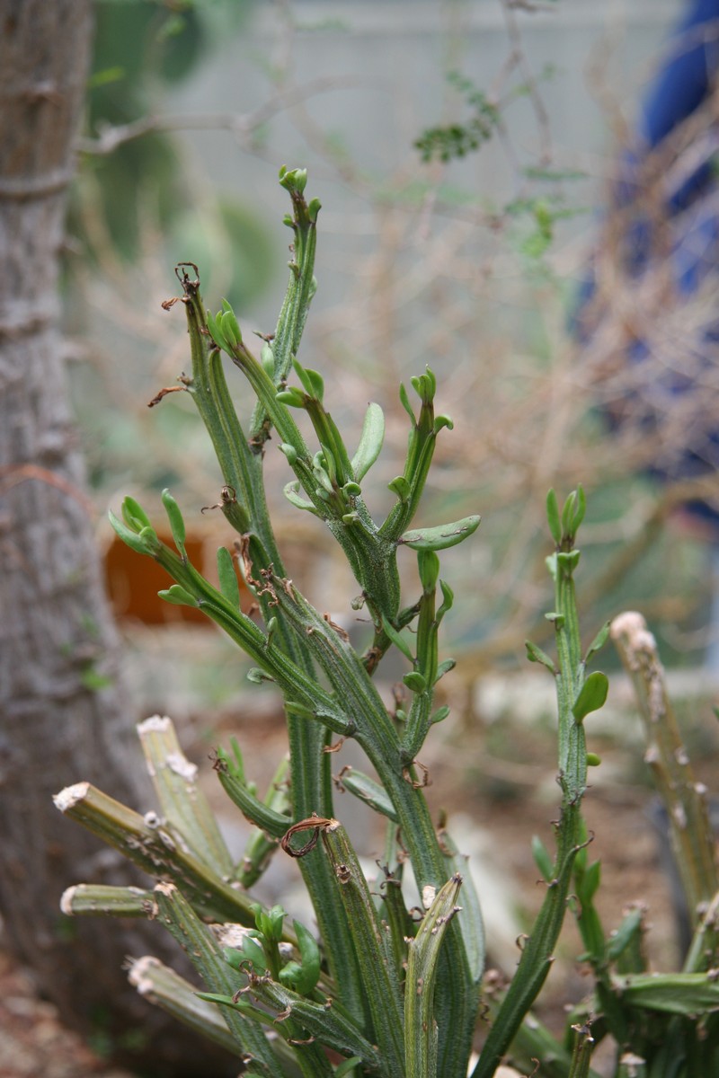 Senecio humbertii