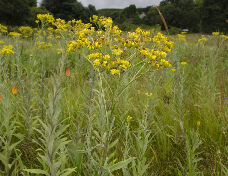 Senecio humidanus photo 3