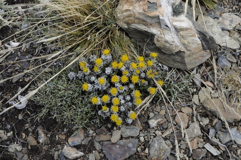 Senecio humifusus photo 2
