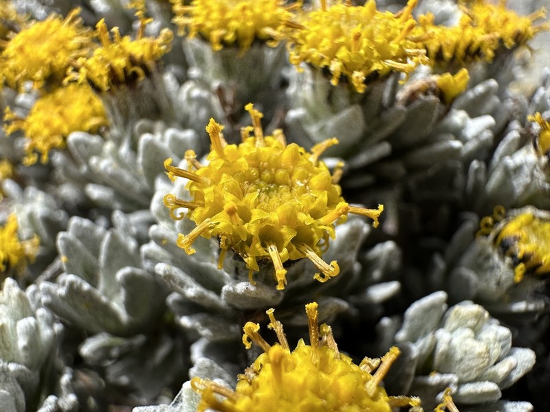 Senecio humifusus photo 3