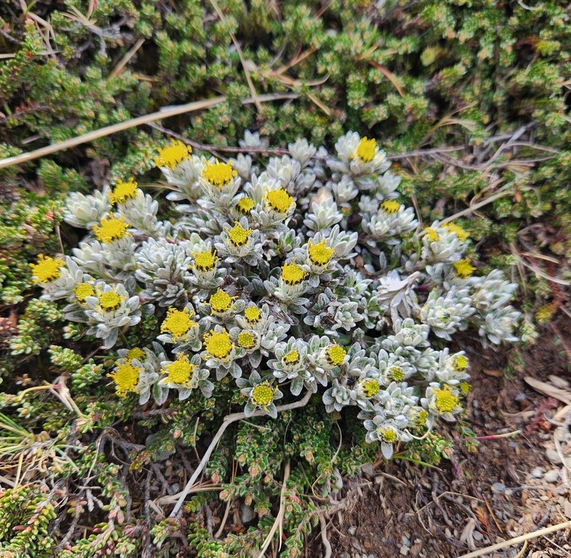 Senecio humifusus photo 4