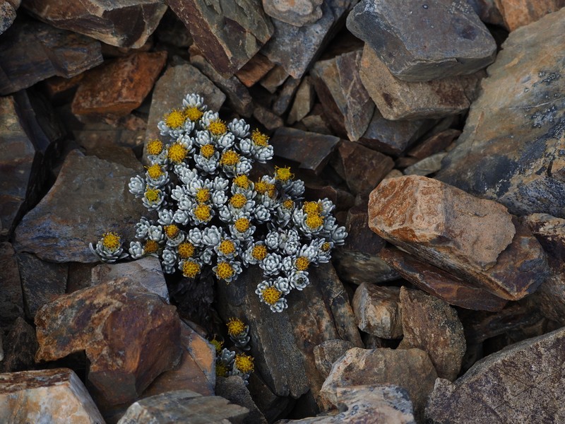 Senecio humifusus photo 5