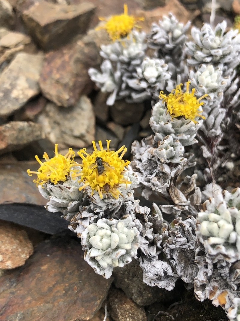 Senecio humifusus photo 6