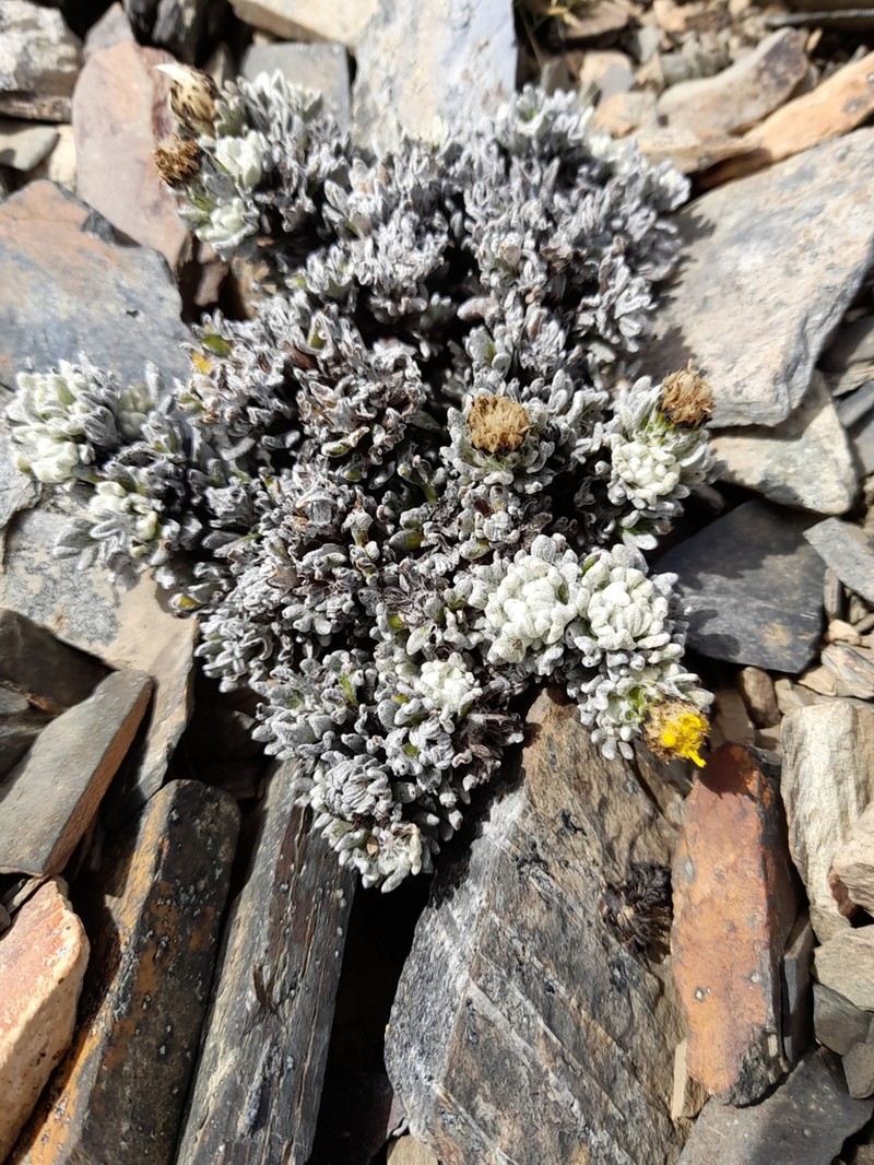 Senecio humifusus photo 7