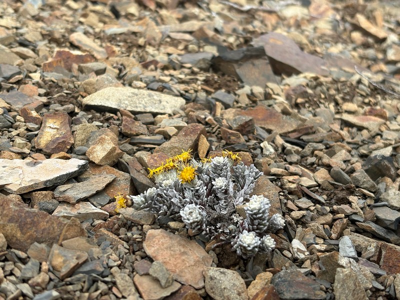 Senecio humifusus photo 8