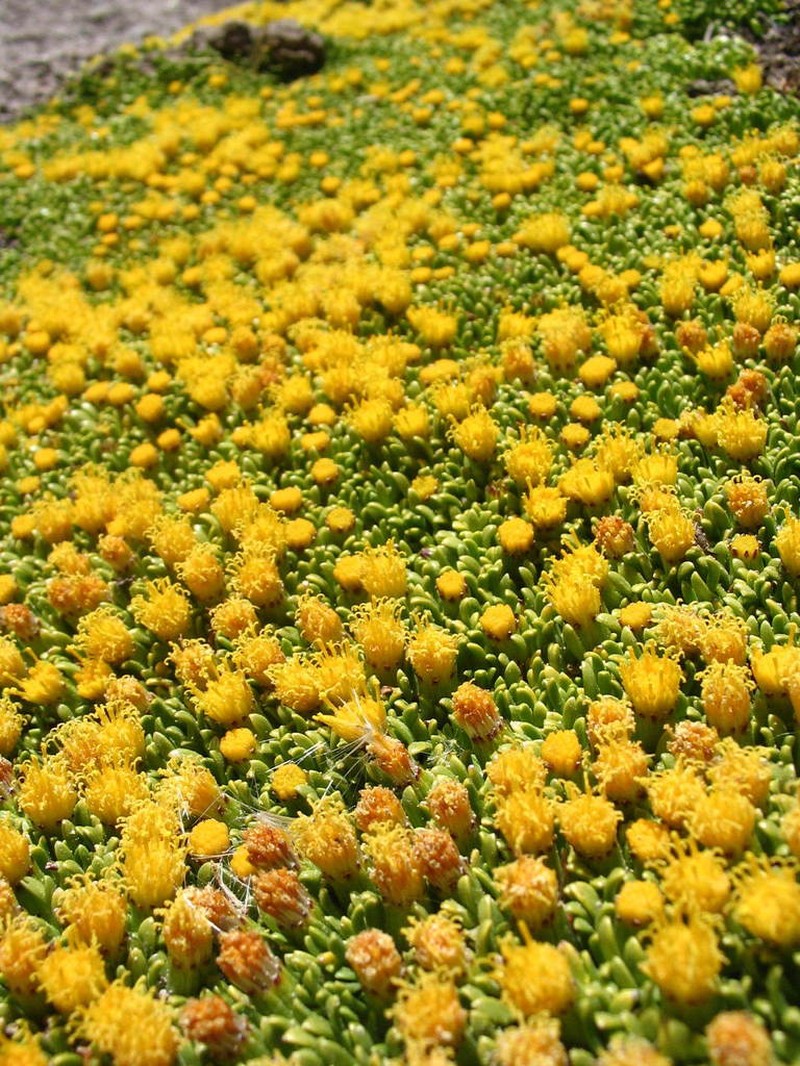 Senecio humillimus