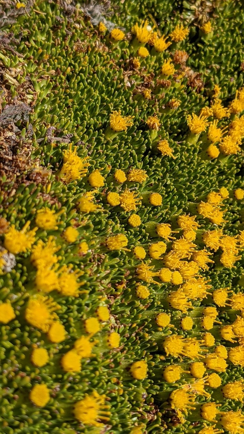 Senecio humillimus photo 2