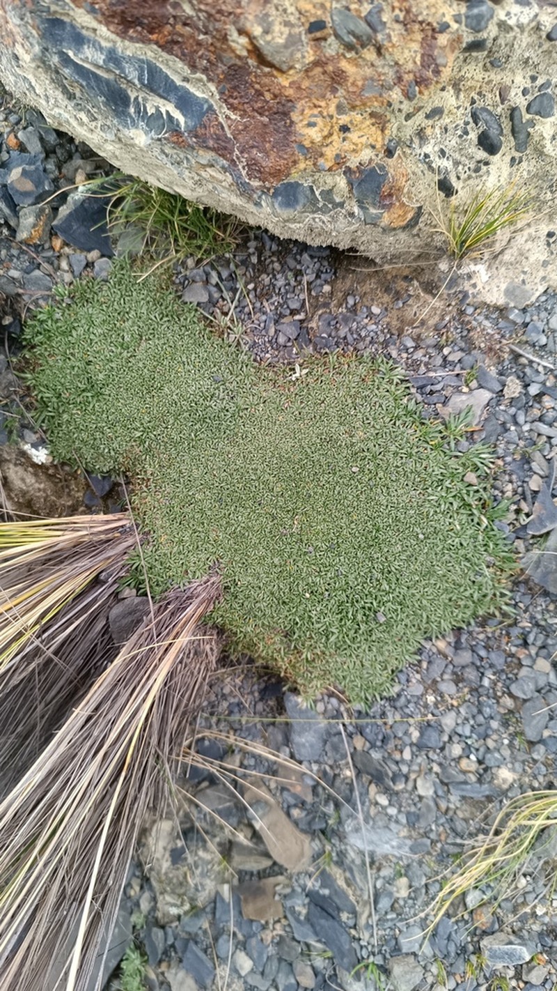Senecio humillimus photo 3
