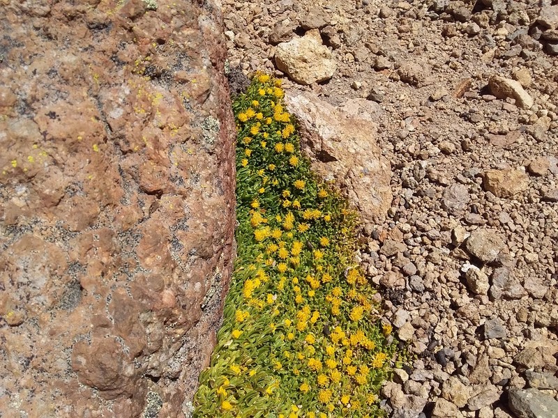 Senecio humillimus photo 4