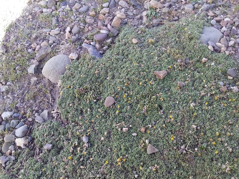 Senecio humillimus photo 5