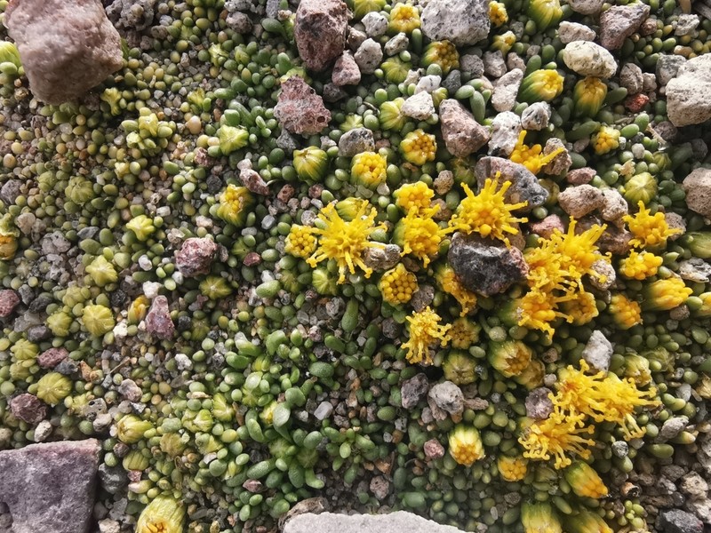 Senecio humillimus photo 6