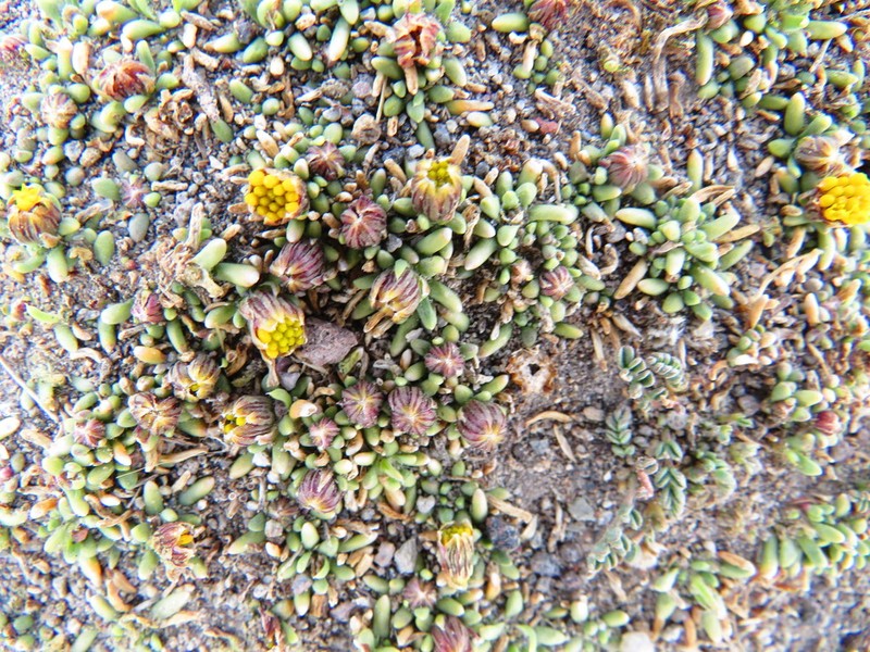 Senecio humillimus photo 7
