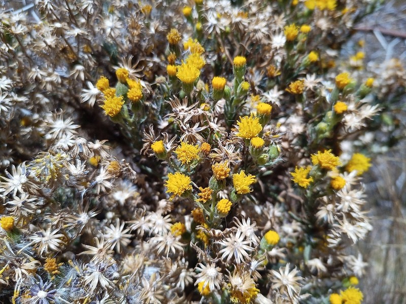 Senecio humillimus photo 8