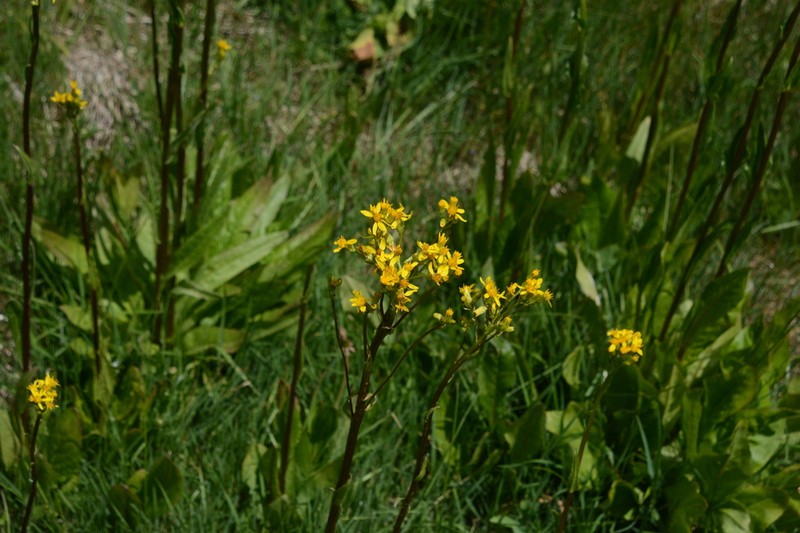 Tall Groundsel photo 3