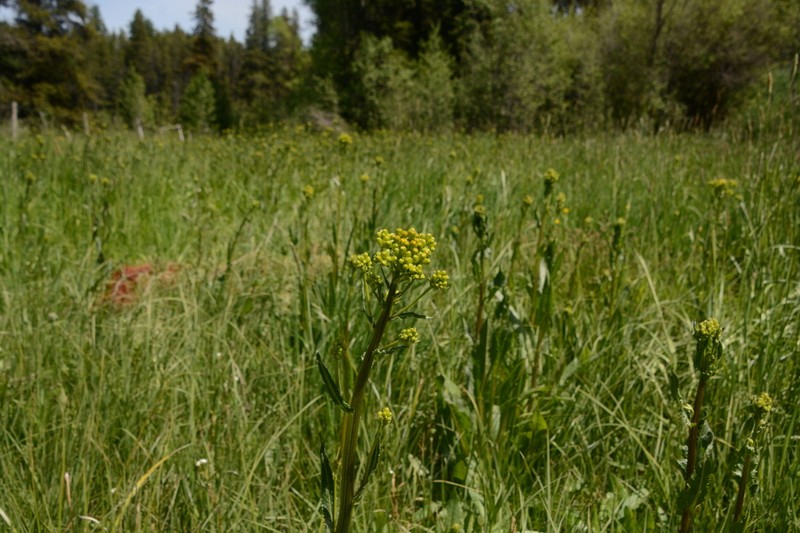 Tall Groundsel photo 4