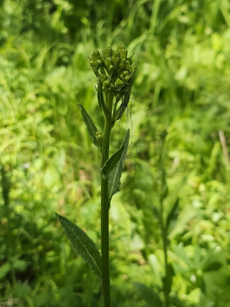 Tall Groundsel photo 5