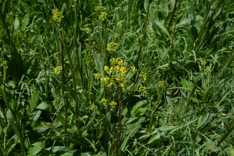 Tall Groundsel photo 6