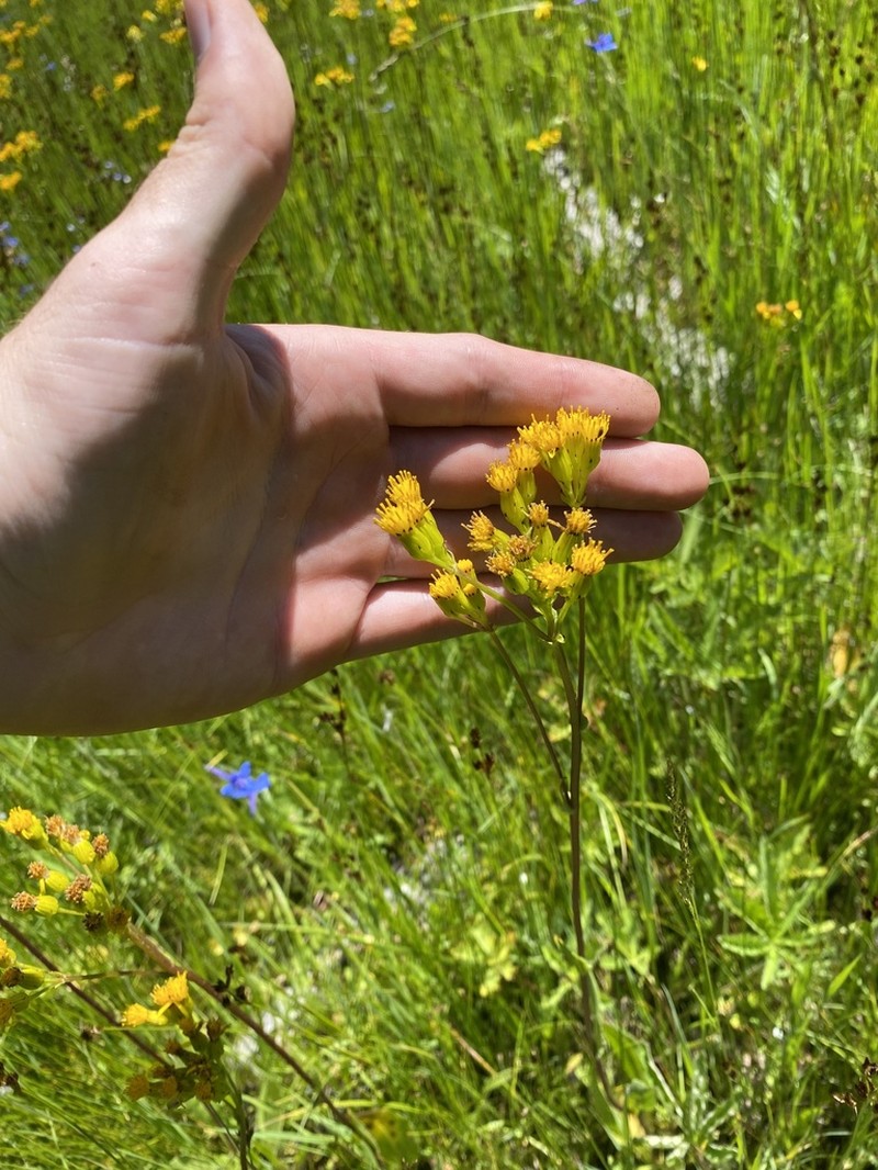 Tall Groundsel photo 7
