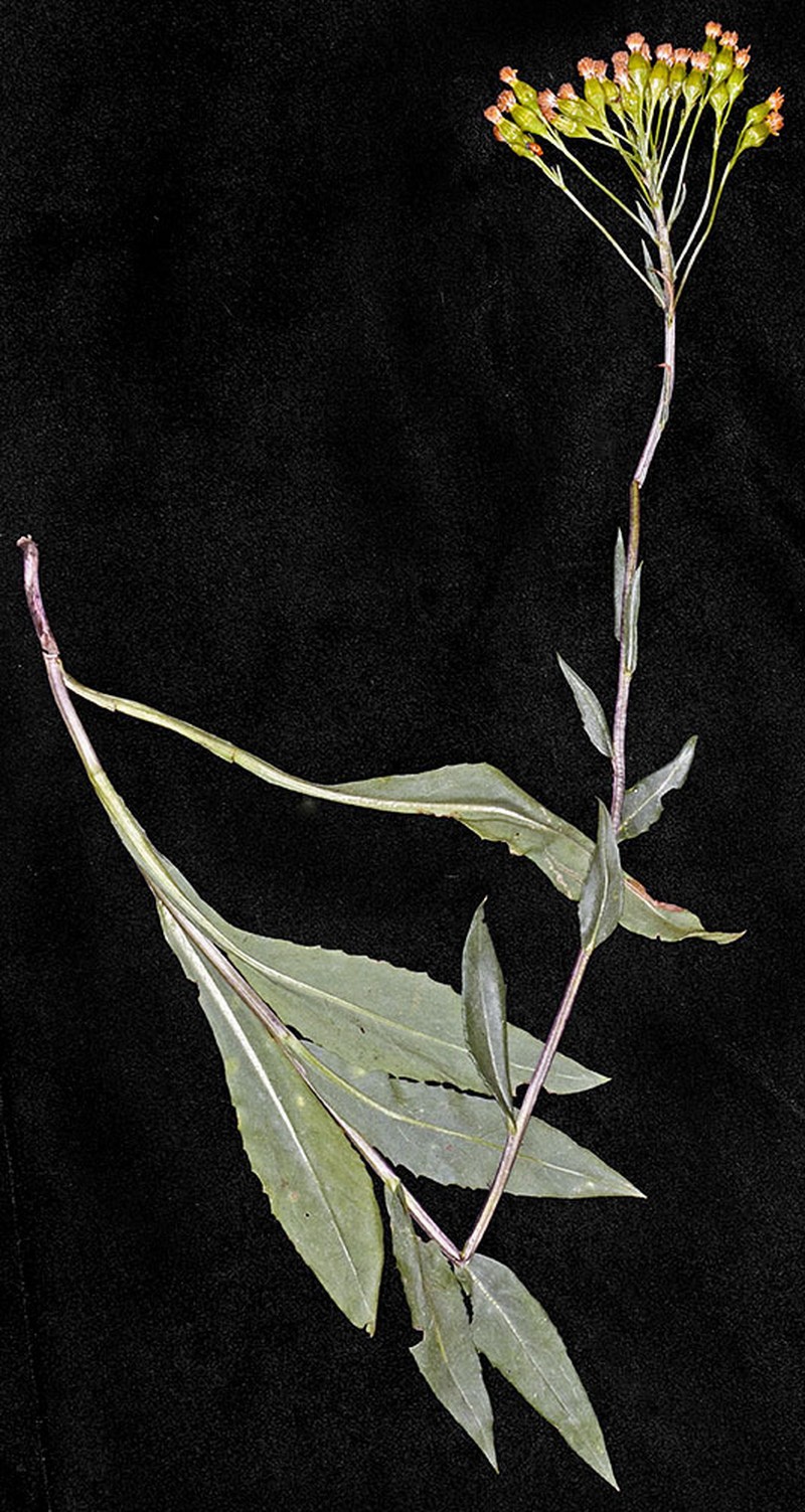 Tall Groundsel photo 8